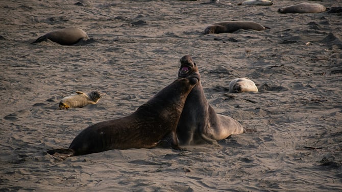 Where to stay in Cambria for the elephant seals
